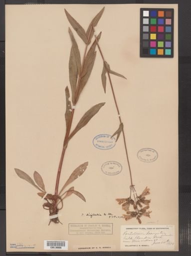 Penstemon digitalis