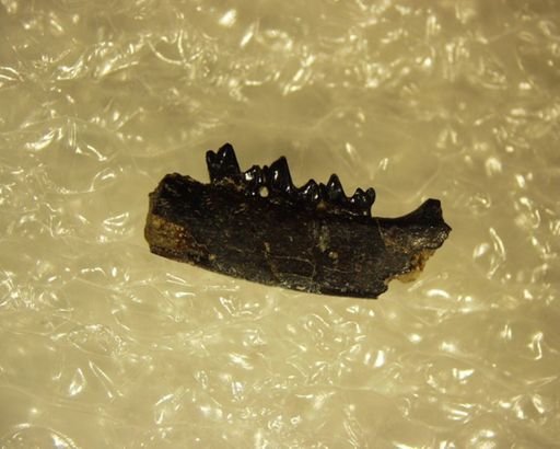 Diacocherus minutus