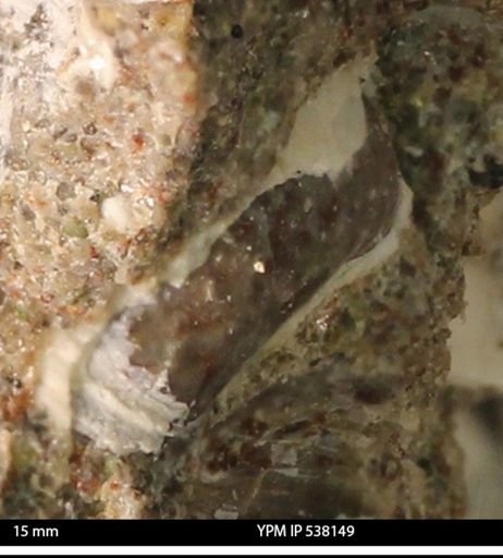 Corbulamella gregaria