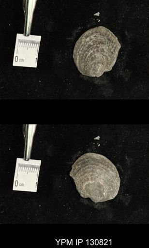 Spinatrypa spinosa