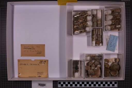 mixed taxa, stratigraphic collection