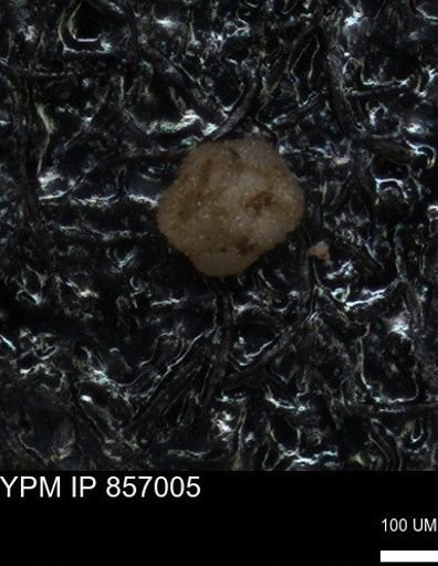 undet. Foraminiferida