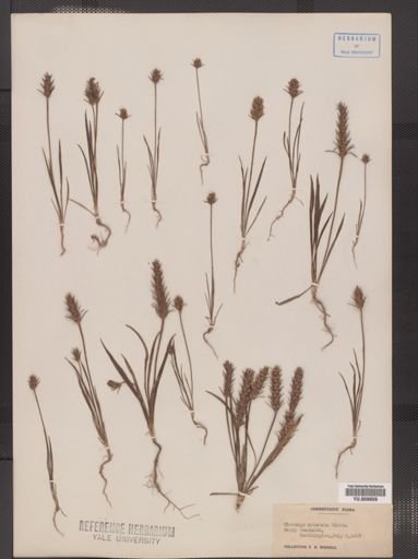 Plantago aristata