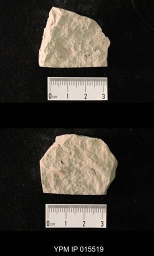 Probnis speciosa