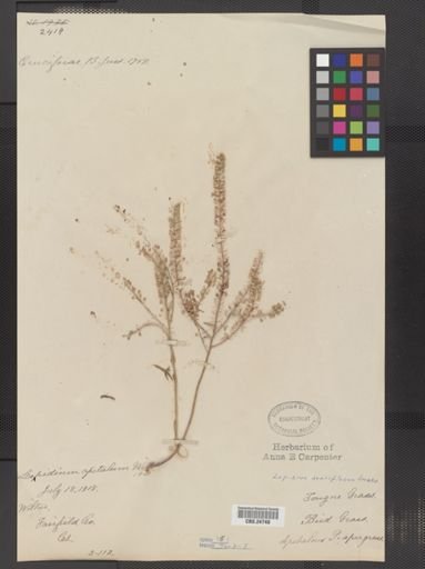 Lepidium densiflorum
