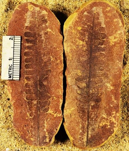 Pecopteris