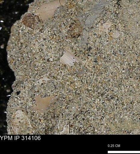 undet. Scaphopoda
