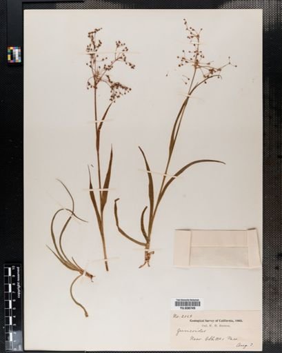 Luzula parviflora