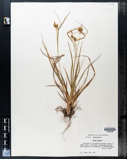 Carex flava