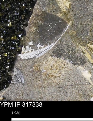 undet. Mollusca
