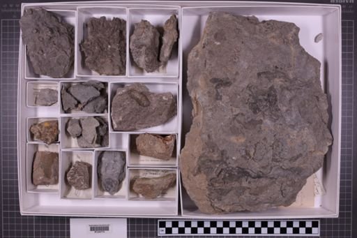 mixed taxa, stratigraphic collection