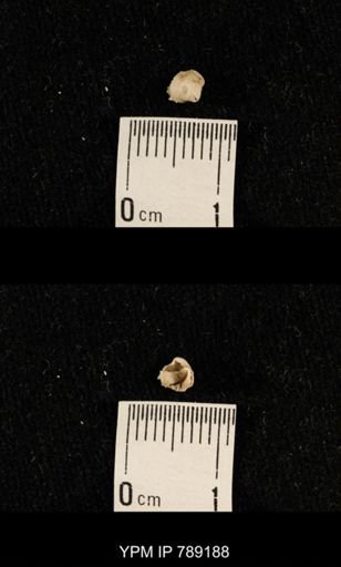 undet. Brachiopoda