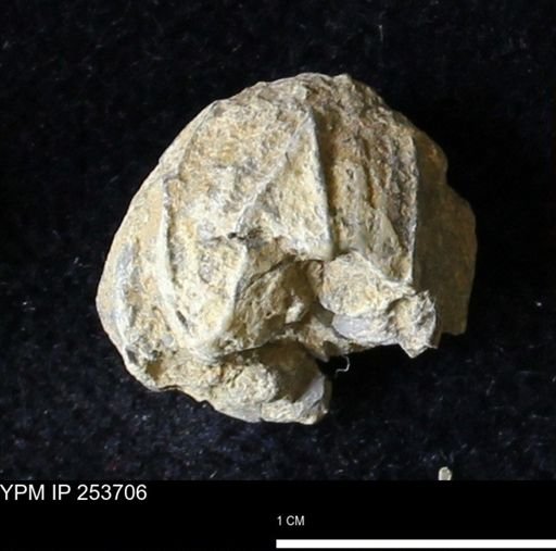 Pentremites sp.