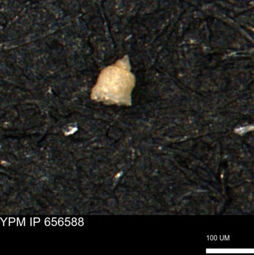 Clathrocyclas (Clathrocyclas) irrasa
