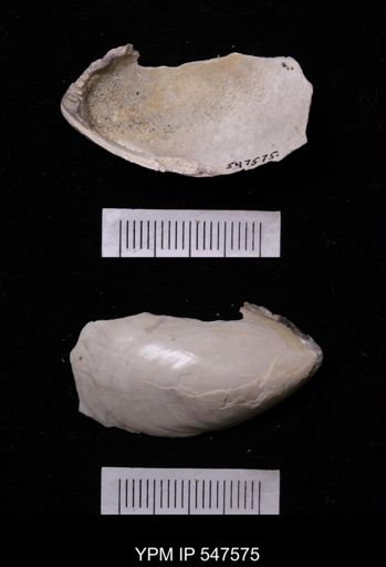 Modiola modiolus