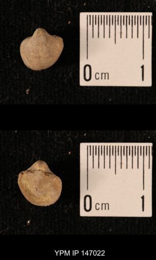Ambocoelia planoconvexa