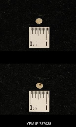Brachiopoda