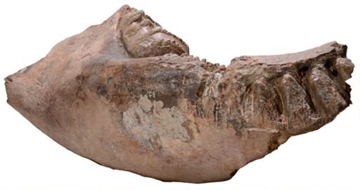 Stegodon sp.