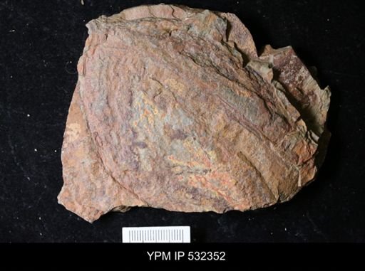 undet. Arthropoda