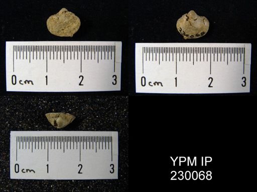 Ambocoelia expansa