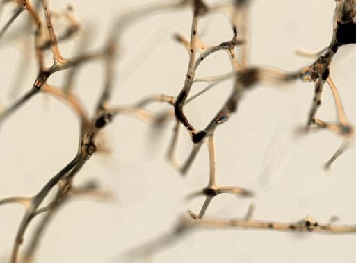 Darwinella
