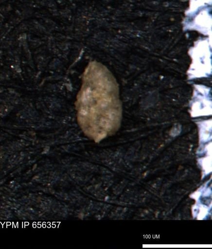 Ammobaculoides phaulus