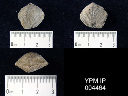 Spinatrypina sp.