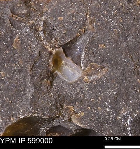undet. Gastropoda