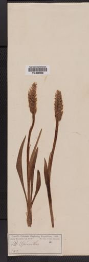 Spiranthes romanzoffiana