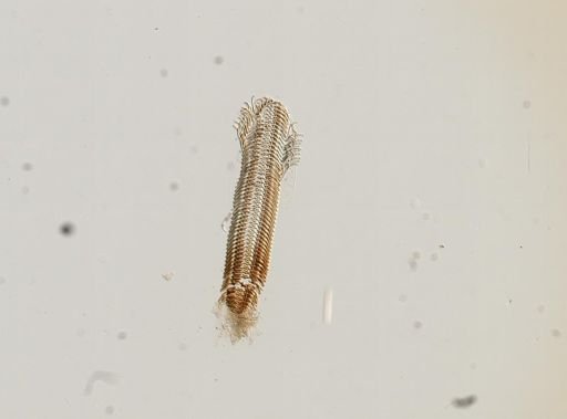 Somatogyrus subglobosus