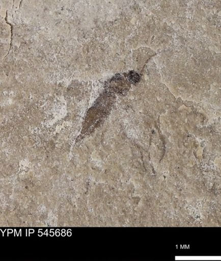Diptera?