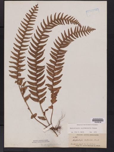 Plantae