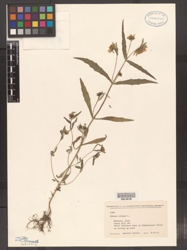 Bidens cernua