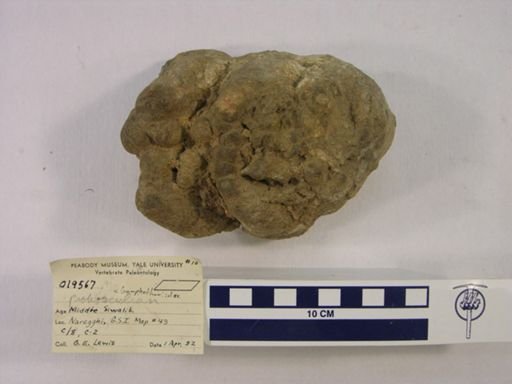 Gomphotheriidae