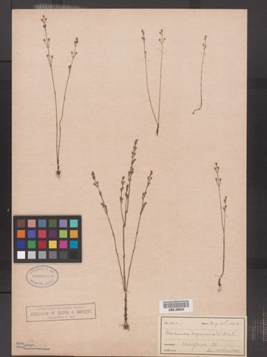 Bartonia virginica