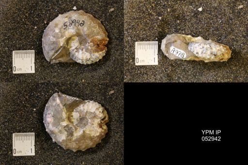 Discoscaphites gulosus