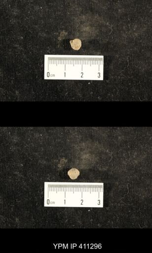 Euphemites carbonarius