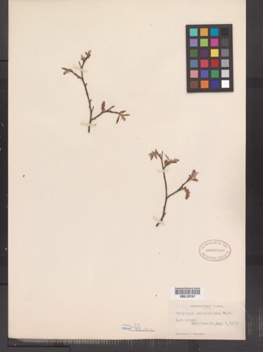 Carpinus caroliniana