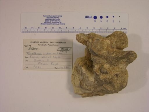 Moeritherium lyonsi
