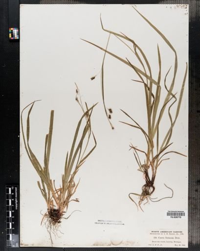 Carex formosa