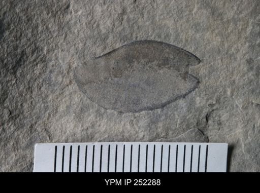 undet. Eurypterida