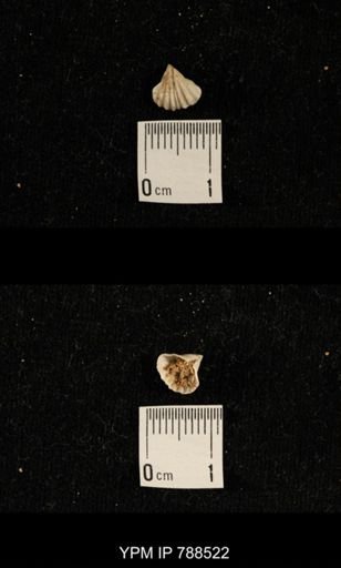 undet. Brachiopoda