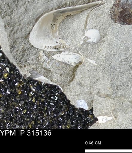 undet. Bivalvia