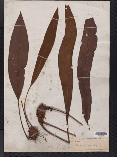 Elaphoglossum