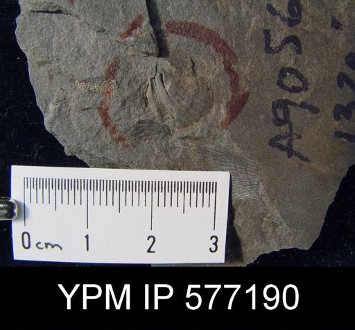 Tylothyris sp.