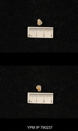 undet. Brachiopoda