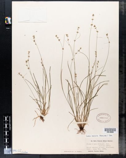 Carex radiata
