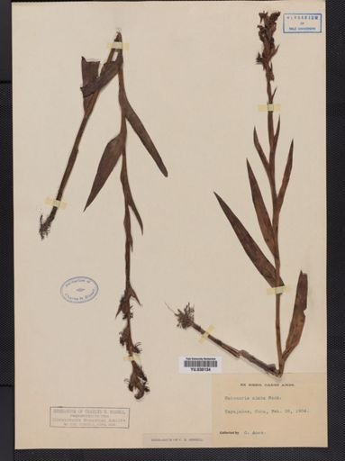 Habenaria