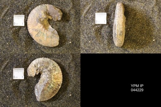 Hoploscaphites comprimus