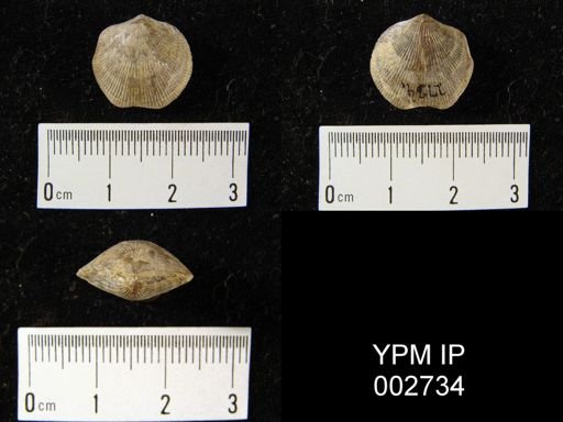 Atrypa reticularis